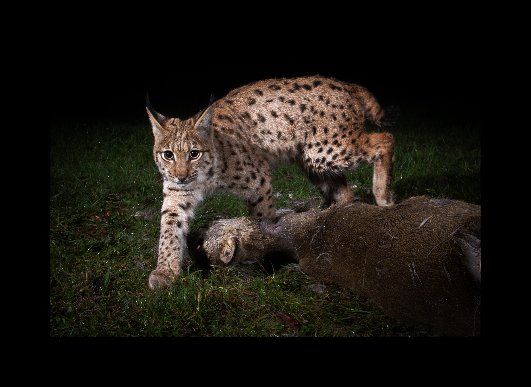 Luchs_2.jpg